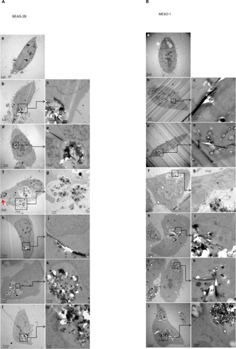 Figure 4 Transmission electron micrographs of BEAS-2B and MESO-1 cells exposed to CNTs.Notes: (A) BEAS-2B cells were exposed to 1 μg/mL MWCNT (VGCF) or CSCNT (CS) for 24 hours. (a) DM (control); (b and c) VGCF®; (d and e) VGCF®-S; (f and g) VGCF®-X; (h and i) CS-L; (j and k) CS-M; and (l and m) CS-S. Red arrow indicates VGCF-X agglomerates, which were not taken up by BEAS-2B cells, nor did they fully penetrate the cell membrane. (B) MESO-1 cells were exposed to 10 μg/mL MWCNT or CSCNT for 24 hours. (a) DM (control); (b and c) VGCF; (d and e) VGCF-S; (f and g) VGCF-X; (h and i) CS-L; (j and k) CS-M; and (l and m) CS-S. MWCNTs were provided by Showa Denko KK (Tokyo, Japan); CSCNTs were provided by GSI Creos (Tokyo, Japan).Abbreviations: CNT, carbon nanotube; CSCNT, cup-stacked carbon nanotube; DM, dispersant medium; MWCNT, multi-walled carbon nanotube; CS-L, CSCNT of length 20–80 μm; CS-S, CSCNT of length 0.5–20 μm; CS-M, CSCNT of intermediate length; VGCF, vapor grown carbon fibers.
