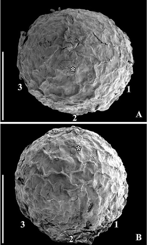 Figure 2. SEM images of Canrightiopsis intermedia gen. et sp. nov. Fruits, from the Early Cretaceous Famalicão locality, Portugal; (S174107; sample Famalicão 25). A, B. Fruit in apical (A) and dorsal (B) view showing the position on the three stamen scars (numbered 1–3), position of stigmatic area indicated by asterisk. Scale bars – 500 µm.