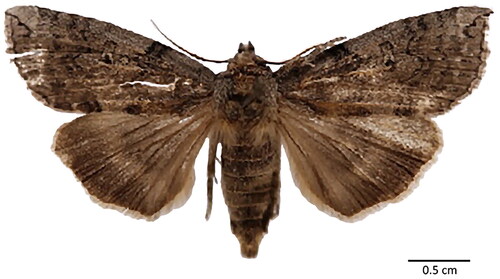Figure 1. Dorsal view of a male Tethea albicostata. The image is referenced from the bold systems (Ratnasingham and Hebert Citation2007). The sample ID is SDNU-INS-01482. This figure is attribution noncommercial sharing. http://v3.boldsystems.org/index.php/taxbrowser_taxonpage?taxon=Tethea+albicostata&searchTax=.