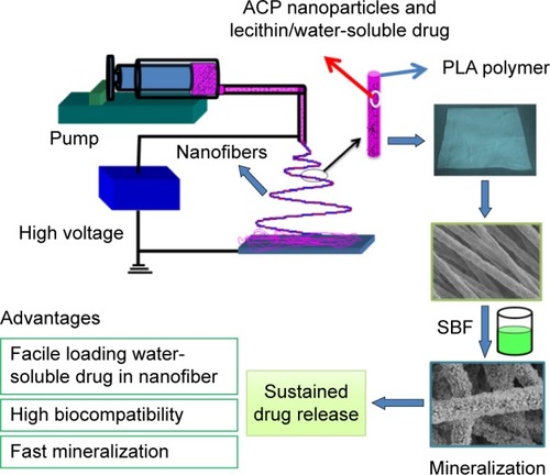 Figure 1 Illustration of the electrospinning process for preparation of water-soluble drug-containing nanofibers.Abbreviations: ACP, amorphous calcium phosphate; PLA, poly(d,l-lactic acid); SBF, simulated body fluid.