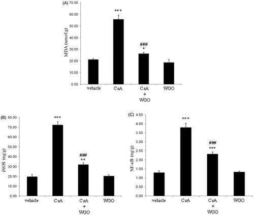 Figure 2. Effects of CsA and/or WGO on hepatic content of MDA (A) as well as iNOS (B) and NF-κB expression (C) in male Wistar albino rats. Data represent means ± SD (n = 6), *p < 0.05, **p < 0.01, ***p < 0.001 versus control, ###p < 0.001 versus CsA-alone-treated animals.