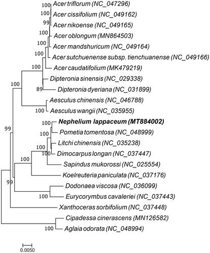 Figure 1. ML phylogenetic tree of Nephelium lappaceum and 19 other species of the Sapindaceae family, and Aglaia odorata and Cipadessa cinerascens, which belongs to the Meliaceae family, was used as the outgroup, the bootstrap value was set to 1000.