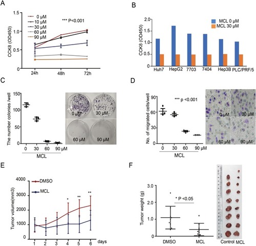 Figure 1 MCL impact on the HCC growth in vivo and in vitro. (A) Huh7 cells treated with the indicated dose of MCL were analyzed for proliferation using the CCK8 assay from 24 hr to 72 hr. n = 3. Values represent means ± standard deviation (s.d.). Repeated measures ANOVA, followed by Bonferroni post-tests. p<0.001. (B) Several liver cancer cells such as Huh7, HepG2, QGY-7703, Bel-7404, Hep3B, and PLC/PRF/5 treated with 30 µM MCL were analyzed for proliferation using the CCK8 assay at 24 hr. (C) Colony formation assay in Huh7 cells treated with the indicated dose of MCL. Representative images showed colonies stained with crystal violet. The number of colonies in each well was counted. n= 3. Values represent the mean ± s.d. ANOVA. p<0.01 (D) Trans-well assay in Huh7 cells treated with the indicated dose of MCL. Representative images showed colonies stained with crystal violet. The number of cells in each well was counted. n= 3. Values represent the mean ± s.d. ANOVA. p<0.001. (E, F) Measurement size (E) and weight (F) of tumors formed from Huh7 cells injected in NUDE mice. Huh7 cells were injected into NUDE mice. When tumors were grown to 1 cm3, MCL was injected daily for the indicated number of days. Individual tumor volumes were measured every day. Repeated measures ANOVA, followed by Bonferroni post-tests. At the end of the MCL treatment, all tumors were weighed and photographed. Mann–Whitney test. *p<0.05. **p< 0.01.