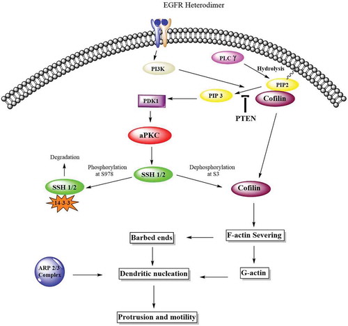 Figure 10. Atypical PKCs control actin cytoskeleton via Cofilin activation. The Cofilin pathway is activated by atypical PKC via Slingshot, SSH. Phosphorylated Cofilin at serine-3 is inactive. Phosphatases such as SSH induces the dephosphorylation and activation of Cofilin. Activated Cofilin can then sever the mother filaments and produced free barbed ends leading to the elongation of newly formed actin filaments which are preferred for dendritic nucleation by ARP2/3 complex and globular actin. These newly formed structures push on the cell membrane to promote protrusion and motility.