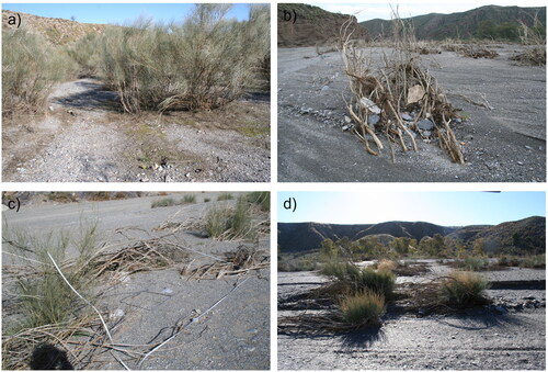Figure 3. Photographs of a) mature Retama, b) damaged Retama with large sediment in the base as a result of the 2012 flood, c) remains of Retama, but with some sprouting and seedlings, d) Sprouting of Retama at NogMon site.