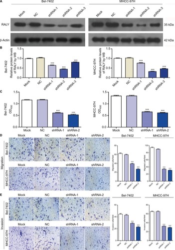 Figure 4 RALY knockdown suppressed the proliferation, migration, and invasion capabilities of HCC cells in vitro.Notes: (A) Western blotting showed that the RALY protein level was significantly decreased in the RALY shRNA-transfected Bel-7402 and MHCC-97H cells compared to the mock- or NC shRNA-transfected Bel-7402 and MHCC-97H cells. (B) The relative fold change in RALY/β-actin detected by ImageJ software. (C) The proliferation capabilities of HCC cells were detected by the CCK-8 assay, and RALY knockdown prominently reduced the proliferation potential of Bel-7402 and MHCC-97H cells. (D) The migration potential of HCC cells was detected by a transwell migration assay, and the migration abilities of the Bel-7402 and MHCC-97H cells were dramatically reduced after transfection with RALY shRNAs. (E) The invasion potential of HCC cells was detected by a transwell invasion assay, and the invasion abilities of the Bel-7402 and MHCC-97H cells were dramatically reduced after transfection with RALY shRNAs. Data represent the mean ± SEM of three independent experiments. ***P<0.001.Abbreviations: HCC, hepatocellular carcinoma; NC, negative control; CCK-8, Cell Counting Kit-8; SEM, standard error of the mean; WB, Western blotting.