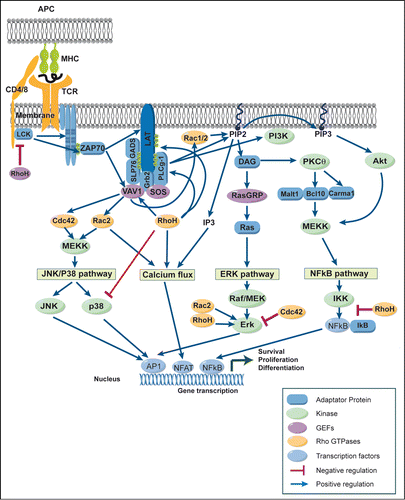 Figure 2. Rho-GTPases regulate signaling pathways induced after TCR engagement. Schematic view of the signaling events induced in mature T cells after the recognition of an antigen presenting cell (APC) expressing peptide-MHC complexes. Binding of the T-cell receptor (TCR) to its ligand leads to a complex cascade of biochemical events that initiate distinct signaling pathways including (1) the Mitogen Activated Protein Kinase (MAPK) pathway including extracellular signal–regulated kinase (ERK), c-Jun NH2-terminal kinase (JNK) and p38, (2) the Ca/calcineurin/NFAT pathway, and (3) the NF-κB pathway. Eventually, these signaling pathways result in the activation of transcription factors like AP-1, NFAT, and NF-κB, which control the gene expression program characteristic of activated T cells. Rho-GTPases regulate positively (blue arrows) or negatively (red lines) these TCR signaling pathways. For more details, see text.