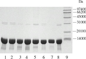 Figure 3. SDS-PAGE electrophoretogram of hemoglobin chromatography with QMA Spherosil LS and Q Sepharose Big Beads at various pH values. 1. Q Big Beads pH 6.4; 2. Q Big Beads pH 6.8; 3. Q Big Beads pH 7.4; 4. Q Big Beads pH 7.8; 5. lysate; 6. ultrafiltrated with 30 KD membrane; 7. QMA pH 7.4; 8. QMA pH 6.8; 9. Marker.