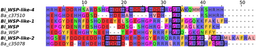 Figure 2. Characterisation of the C-terminus of the WSP homologues identified. Alignment of the C-terminus from the identified WSP homologues with the Zappo colouring scheme showing charged amino acids in red and blue. Examples of the -HDDH- and -GR- motifs are marked with black boxes (see Figure S1B in the Supplemental material for the full alignment).