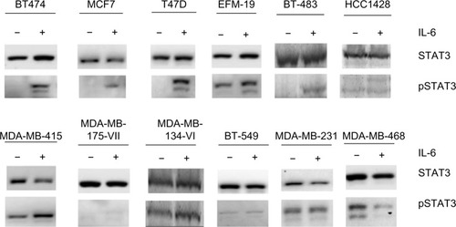 Figure 1 Effect of recombinant IL-6 on STAT3-Tyr705 phosphorylation in ERα-positive and ERα-negative cell lines.