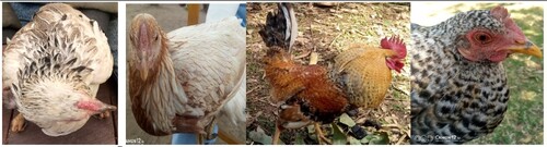 Figure 5. Plumage color variants of indigenous chicken of the current study (Sidama region). chickens were sampled from four districts (Hula, Shebedino, Aleta Chuko, and Boricha) of the Sidama region, southern Ethiopia. These locations are characterized by three agro-ecologies and altitude ranges from 1100 to 2850 m above sea level, annual average temperatures ranging from 16 to 28 °C, an annual rainfall of 1170 to 1400 mm, and a much more diversified natural vegetation.