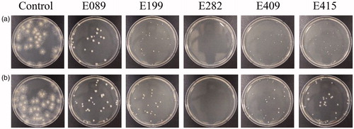 Figure 6. Spore germination of R. quercus-mongolicae on culture media containing unheated or heated culture filtrate of endophytic fungal isolates at 3 days after inoculation in the dark at 25 °C (a: unheated media; b: heated media).