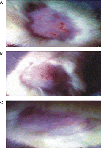 Figure 5.  Skin texture of rat skin after 6 days treatment with developed formulations: (a) MN suspension, (b) MN hydrogel, (c) MN-loaded SLN-bearing hydrogel.