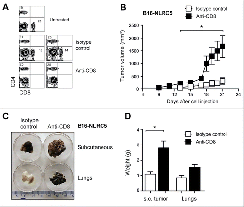 Figure 5. Rapid growth of NLRC5-expressing B16 cells in mice depleted of CD8+ T cells. (A) C57BL/6 mice were administered via intraperitoneal route anti-CD8+ or isotype control monoclonal antibody. Twenty-four hours later, depletion of CD8+ T cells was evaluated by flow cytometry. Representative data from five mice per group are shown. (B–D) CD8+-depleted mice were injected 24 h later with B16-5 cells via subcutaneous or intravenous route and tumor growth was monitored. Anti-CD8+ or control Ab was administered twice weekly throughout the evaluation period. (B) Subcutaneous tumor growth from two experiments is shown. Student's t test: *p < 0.05. (C) Representative images of subcutaneous tumors and lung tissues collected 20 d after challenge are shown in C. (D) Mass of s.c. tumors and lung tissues obtained from the challenged mice. Mann–Whittney test: *p < 0.05.