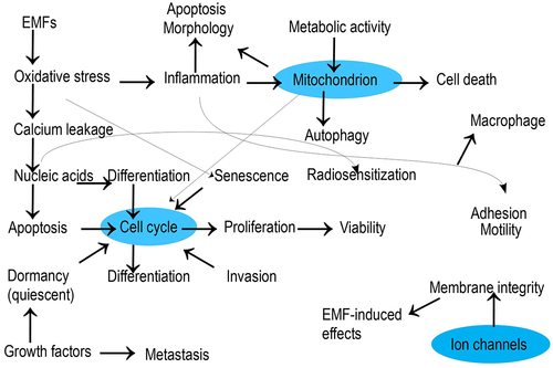 Figure 4. Correlation of cellular processes stimulated with electromagnetic field.