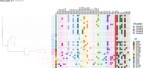Figure 1 Recombination-filtered core genome phylogeny and the distribution of antimicrobial resistance genes in the 36 ESBL-producing E. coli isolates. The cell in different colors represents the presence of the gene, while the blank cell represents the absence of the gene.