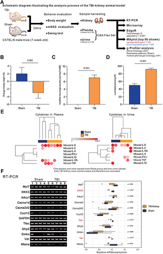 Figure 1 Assessment of the overall effect of TBI on mice. (A) The overall experimental design and analysis process. (B) Assessment of the degree of weight change (%). (C) Evaluation of modified neurological severity scoring (mNSS). (D) Comparison of contralateral swing (%). (E) The heatmap with hierarchical cluster analysis (Euclidean distance) presents the concentration (pg/mL) of IFN-γ, TNF-α, IL-2, IL-4, IL-6, IL-10, and IL-17A in plasma and urine from Sham or TBI group mice by cytomeric bead array (CBA). (F) Evaluating the expression of biomarkers related to kidney function and injury by RT-PCR. Boxplot represents the quantified mRNA expression level (by ImageJ v1.53s), of kidney related biomarkers. Student’s t-test was used to analyze the statistical significance of differences between groups, and p < 0.05 was considered a significant difference. *p < 0.05.