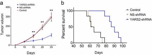 Figure 7. YARS2 knockdown SW620 cells showed reduced progression in mice model. (a) Total tumor volume at 10, 15,20, and 25 days after the implantation of CRC cells. (b) Kaplan-Meier plot of overall survival of pelvic recurrence model. Data are expressed as means ± SD. **, P < .01, n = 8.