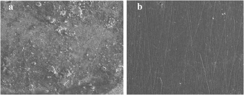 Figure 10. SEM micrographs of (a) in 1 M hydrochloric acid solution, and in the presence of ATTC, at 0.5 mM.