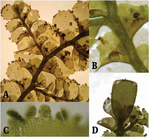 Figure 3. Radula tectiloba Steph. A. Hábito de crecimiento de la planta en vista ventral 40×, B. Lóbulo 100×, C. Gemas marginales 400×, y D. Perianto 100 × 