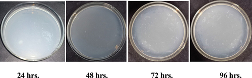 Figure 6b. Antibacterial activity of Apamarg leaf extract finished fabric against growth of Pseudomonas aeruginosa.