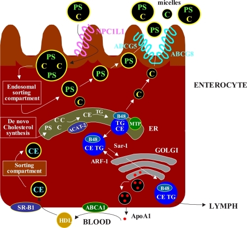 Figure 2 Overview of the principal steps in the intestinal absorption of cholesterol(C). The intraluminal phase involves the digestion/hydrolysis of dietary lipids and micellar solubilization of cholesterol. The membrane transport phase involves cholesterol release from micelles at the brush border membrane and uptake into enterocytes via several sterol transporters, including Niemann-Pick C1like 1 protein(NPC1L1), aminopeptidase N(CD13), and annexin-2/caveolin-1(ANX2/CAV1). The brush border membrane also contains ATP-binding cassette (ABC) transporters(ABCG5 and ABCG8), which primarily move plant sterols and to a lesser extent cholesterol out of the enterocytes.