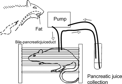Fig. 1. Evidence for fatty acid recognition in the oral cavity.Note: Oral administration of fats to rats with the esophagus surgically diverted outside the body, away from the stomach, induced the cephalic phase of pancreatic enzyme secretion. Oleic, linoleic, and linolenic acids produced a transitory elevation in pancreatic enzyme secretion. Long-chain fatty acid methylesters did not produce this response (Hiraoka et al., Physiol & Behav. 2003Citation19)).
