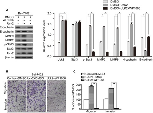 Figure 6 Uck2 regulated the expression of MMPs and EMT progression via the Stat3 signaling pathway.Notes: (A) Raw photos and densitometry analysis of Western blotting analysis: treatment with the Stat3 inhibitor WP1066 neutralized the upregulation of MMP2 and MMP9 and reversed the EMT progression caused by the overexpression of Uck2 in Bel-7402 cells. (B and C) After treatment with a Stat3 inhibitor (3 µM WP1066) for 24 hours, Bel-7402/Uck2 cells showed decreased migration ability and decreased invasion ability by a transwell assay. β-actin was used as the housekeeping gene to normalize expression levels in the densitometry analysis by ImageJ software (1.48 version; NIH, Bethesda, MD, USA). The experiments were repeated three times, and the results are shown as the mean ± SD; *P<0.05, **P<0.01, which indicates a significant difference by Student’s t-test.Abbreviations: EMT, epithelial to mesenchymal transition; MMP, matrix metalloproteinase; Uck2, uridine-cytidine kinase 2.