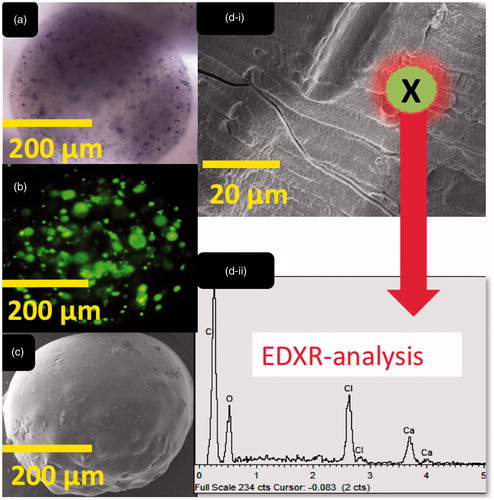 Figure 2. Images of microcapsules (with ursodeoxycholic acid, test): (a) optical, (b) confocal, (c) scanning electron, (d-i) surface site used for EDXR analysis and (d-ii) atomic composition.