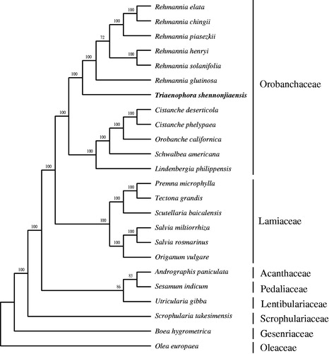 Figure 1. Maximum likelihood phylogenetic tree based on 24 complete chloroplast genome sequences. Accession numbers: Cistanche deserticola KC128846, Cistanche phelypaea HG515538, Orobanche californica HG515539, Schwalbea americana HG738866, Lindenbergia philippensis HG530133, Rehmannia chingii KX426347, R. glutinosa KX636157, Rehmannia elata KX636161, Rehmannia piasezkii KX636160, Rehmannia solanifolia KX636159, Rehmannia henryi KX636158, Seasamum indicum JN637766, Scrophularia takesimensis KM590983, Premna microphylla KM981744, Tectona grandis HF567869, Scutellaria baicalensis KR233163, Origanum vulgare JX880022, Salvia miltiorrhiza JX312195, Salvia rosmarinus KR232566, Andrographis paniculate KF150644, Utricularia gibba KC997777, Boea hygrometrica JN107811, Olea europaea GU931818 and Triaenophora shennongjiaensis MH071405. The number on each node indicates the bootstrap value.