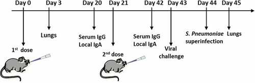 Figure 1. The scheme of experimental setup for mouse study.