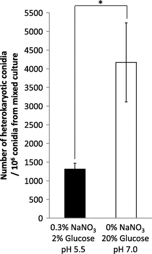 Fig. 6. Optimization of media conditions for efficient hyphal fusion.Notes: The original CD medium in mixed culture was modified by depleting nitrate, including 20% glucose, and changing pH to 7.0. The number of heterokaryotic conidia out of the conidia formed in mixed culture is shown in the graph. Error bars indicate standard deviations. Four independent experiments were performed. *p < 0.05, Student’s t test.