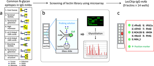 Figure 1. Workflow for the development of lectin chips for IgG mAbs. The left panel illustrates the nine glycan epitopes found in therapeutic IgG mAbs, which served as a reference for identifying lectins as binding partners. A total of 74 lectins, including 45 naturally occurring lectins and 29 recombinant lectins, were printed onto glass chips. These lectin chips were then exposed to Cy3-labeled glycoprotein samples with known glycan profiles, such as IgG1 mAbs and other therapeutic glycoproteins. The resulting binding signals were compared to the known selectivity of individual lectins, enabling the identification of nine distinct lectins that exhibited desirable selectivity toward specific glycan epitopes. Subsequently, these nine lectins were used to fabricate the lectin microarray chips, referred to as the LecChip-IgG-mAb.