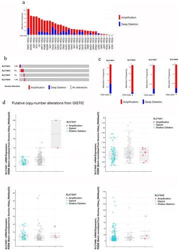 Figure 2. Genomic level alterations of MCTs (SLC16A1/3/7/8) as observed from cBioportal.