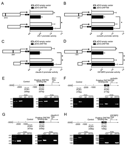 Figure 6. ZNF765 bound to ZO-1, occludin, claudin-5 and IGF2BP2 promoters and inhibited their expressions at the transcriptional level