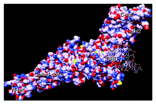 Figure 1. STAT3 with DNA-consensus sequence. STAT3 monomer showing the N-terminal coiled-coil domain, the DBD (half site), the SH2 domain and the C-terminal domain. Basic residues are blue and acid ones are red. The STAT3 crystal coordinates were downloaded from the protein data bank (PDB, file: 1BG1) and analyzed using the chimera program.Citation73 Note that the model shown comprises residues 136 to 716;Citation74 hence, the protein’s N-terminal and C-terminal domains (comprising the transactivation domain) are missing; the coordinates corresponding to the cDNA strand were missing in the model and had to be reconstructed.Citation65