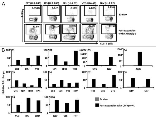 Figure 3. In vitro expansions of CMV-specific T cells from healthy virus carriers following stimulation with the CMVpoly-L protein. PBMC from ten different healthy CMV-seropositive individuals were stimulated with recombinant CMVpoly-L protein and cultured for 10 d in the presence of recombinant IL-2. The percentage of expanded peptide specific CD8+ T cells producing IFN- γ was determined using an ICS assay. A shows the representative FACS plots illustrating IFN-γ expression by in vitro expanded CMV-specific CD8+ T cells following stimulation with CMVpoly-L protein. B shows the fold change in in vitro expanded CMV-specific CD8+ T cells relative to ex vivo responses from ten different CMV-seropositive donors (D1 to D10). The fold expansion of T cells for each donor was calculated using the T cell numbers before and after stimulation with CMVpoly-L protein.