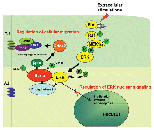 Figure 2 Scribble integrates signaling pathways to control polarized cell migration, cell proliferation and cell invasion. Scribble interacts directly with ERK and βPix. It controls directional migration through regulating the activity of Cdc42 via βPix and also controls the ERK signaling cascade through controlling ERK activity and localisation. This activity of Scribble has implications for controlling cell proliferation and invasion, and we propose that Scribble regulation of ERK is achieved by the direct recruitment of a phosphatase by Scribble. The consequences of ERK phosphorylation of Scribble at S853 and S1448 are currently unknown.