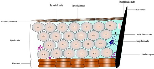 Figure 1. Structure of Skin membrane barrier showing different layers of skin tissue like stratum corneum followed by epidermis and lastly dermis along with different routes of permeation through skin.