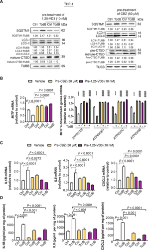 Figure 6. Effects of lysosome activators 1α,25-dihydroxyvitamin D3 and carbamazepine on TcdB-induced autophagic flux impairment and cytokine response in human PMA-differentiated THP-1 macrophages. Effects of pre-treatment with 1α,25-dihydroxyvitamin D3 (1,25-VD3) and carbamazepine (CBZ) at the indicated concentrations for 24 h on TcdB (10 ng/ml; 6 h)-induced (A) impairment of autophagic flux and proteolytic cleavage of CTSD; (B) downregulation of mRNA levels of MITF and lysosomal proton pump subunits; (C) mRNA expression of pro-inflammatory cytokines in human macrophages are shown. Protein and mRNA levels were quantified by Western blots and RT-qPCR, respectively. (D) Protein levels of pro-inflammatory cytokines in human macrophages were measured by ELISA. Results are expressed as mean ± S.E.M. of 3 independent experiments. ****, p < 0.0001 when compared with TcdB-unexposed vehicle control. ####, p < 0.0001 when compared with TcdB-exposed vehicle control.