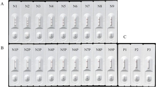 Figure 5. Typical colloidal gold-strip based immunoassay of CBF illegal addition in different pesticide preparations: (A) Negative samples (N1 to N9); (B) negative samples with addition of CBF (N1P to N9P); and (C) three positive samples (P1 to P3).