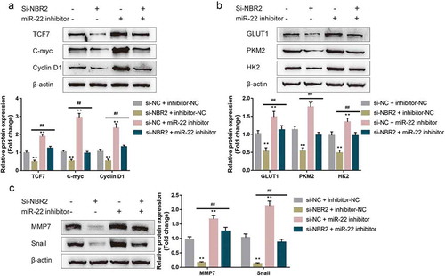 Figure 6. Dynamic effects of lncRNA NBR2 and miR-22 on TCF7 expression and the Wnt signaling HepG2 cells were co-transfected with si-NBR2 and miR-22 inhibitor and examined for (a) the protein levels of TCF7, c-myc, and cyclin D1; (b) the protein levels of GLUT1, PKM2, and HK2; (c) the protein levels of MMP7 and Snail by Immunoblotting. **P < 0.01, ##P < 0.01