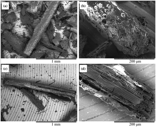 Fig. 4. Surface structure of lignocellulose particles after cultivation of C. thermocellum.