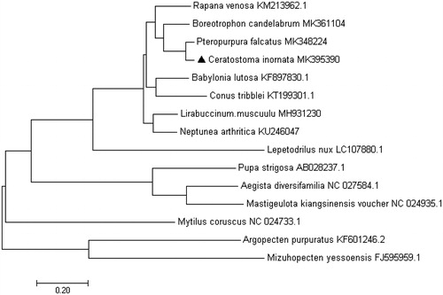 Figure 1. Consensus neighbour-joining tree based on the complete mitochondrial sequence of C. inornata and other 14 mollusc. species. The phylogenetic tree was constructed using MEGA 7.0 and DNAMAN 6.0 software by the neighbour-joining method. The numbers at the tree nodes indicate the percentage of bootstrapping after 1000 replicates.
