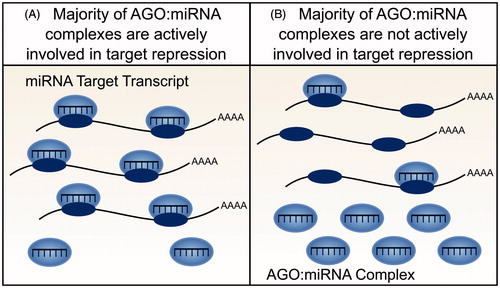 Figure 3. Availability and activity of miRNA molecules. Not all miRNA molecules present within a cell are active and available for target gene repression. (A) In cell lines, for example, the majority of AGO:miRNA complexes are actively involved in targeting and repression (La Rocca et al. Citation2015). (B) In contrast, within tissues, the majority of AGO:miRNA complexes are inactive (La Rocca et al. Citation2015). The effect of a ceRNA will depend on the number of active AGO:miRNA complexes, with greater crosstalk predicted when a smaller number of AGO:miRNA complexes are active (see color version of this figure at www.tandfonline.com/ibmg).