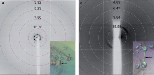 Figure 5. Crystals and diffraction patterns obtained from PgpB crystallization trials. (a) Initial crystals diffracted to around 15 Å, (b) Improved crystals diffracted anisotropically to approximately 4 Å. All diffraction images were collected on beamline I03 at Diamond Light Source using a wavelength of 0.9763 Å and an oscillation range of 1.0°. This Figure is reproduced in colour in the online version of Molecular Membrane Biology.