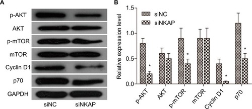 Figure 4 Downregulation of NKAP inhibited AKT/mTOR signaling pathway.Notes: Western blot image and quantification assay indicated that siNKAP reduced the phosphorylation of AKT and mTOR without affecting protein expression, as well as decreasing expression of the downstream effector. *P<0.05 compared with NC.