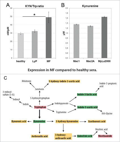 Figure 6. The activation of the KYN pathway in CTCL. (A) Significant difference in KYN/Trp ratio between healthy controls and MF sera (*p = 0.012), but no statistically significant difference between controls and LyP or between LyP and MF sera (Kruskal–Wallis test). (B) KYN concentrations in supernatants of CD30+ cell lines Mac1 (1.351 µM), Mac2A (1.282 µM), and the MF-derived cell line MyLa2000 (1.650 µM) after 24 h culturing (5000 cells/96-well in 200 µL). (C) A diagram illustrating the significant changes in the concentrations of KYN pathway metabolites in MF compared with healthy sera. Red box indicates that the value is significantly decreased; green is significantly increased and orange means no change (Kruskal–Wallis test).
