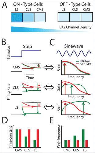 Figure 3. Responses to step and sinusoidal changes in stimulus mean (i.e., 1st order) for ON- and OFF-type ELL pyramidal cells across the segments. (A) Summary of SK2 channel expression across the 3 ELL segments and between ON-type (left) and OFF-type (right) neurons. Note the graded expression across segments for ON-type cells and the lack of expression in OFF-type cells. (B) Representative firing rate responses of pyramidal cells within each map for ON-type cells (green) and OFF-type cells (red) to step increases (blue). ON and OFF-type CMS cells (top) display similar adaptation properties both in terms of level (green and red vertical arrows, respectively) with the longest time constants (horizontal green and red arrows, respectively). Note that red and green arrows were offset with respect to one another for clarity. ON-type CLS cells (middle, green) display stronger adaptation with shorter time constants as compared with their CMS counterparts. In contrast, OFF-type CLS cells (middle, red) display adaptation properties that were similar to those of their CMS counterparts. ON-type LS cells (bottom, green) display the strongest adaptation with the shortest time constants while OFF-type LS cells (bottom, red) instead display adaptation properties that are similar to those of their CMS and CLS counterparts. (C) Representative tuning curves obtained by plotting gain (i.e., sensitivity) as a function of the sinusoidal stimulus' frequency for CMS (top), CLS (middle), and LS (bottom) pyramidal cells. OFF-type pyramidal cells displayed similar tuning curves across the segments (compare red curves across panels) with a maximum at low frequencies (red vertical arrows). In contrast, tuning curves for ON-type pyramidal cells are different across the segments (compare green curves across panels). Tuning becomes progressively more bandpass from CMS to LS, as reflected by a rightward shift of the frequency at which tuning is maximal (green vertical arrows). (D) Mean adaptation time constants seen across the maps for ON-type (green) and OFF-type (red) cells. Note that adaptation time constant for decreases from CMS to LS for ON-type cells only. (E) Mean peak frequency seen across the maps for ON-type (green) and OFF-type (red) cells. Note that peak frequency increases from CMS to LS only for ON-type and not for OFF-type cells.