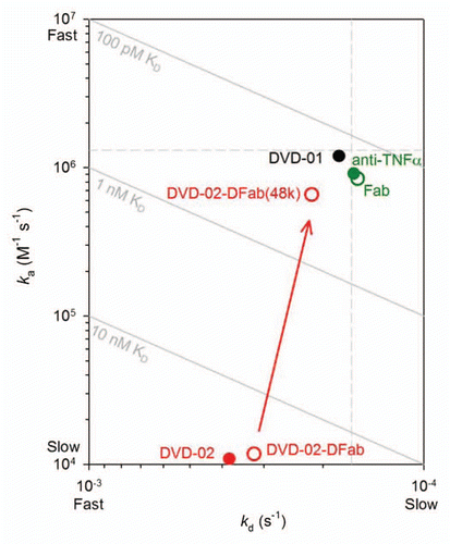 Figure 6 ka vs. kd plot derived from data presented in Table 2B for TNFα binding kinetics (anti-human(H+L) assay format). Solid circles are the intact reference mAb, DVD-01 and DVD-02; empty circles are the reference Fab, DVD-02-DFab and the DVD-02-DFab(48k). The red arrow highlights the difference in binding kinetics for the DVD-02-DFab and the DVD-02-DFab(48k). Diagonals show affinities (KD); the vertical and horizontal dashed lines intersect at the reference mAb kinetic constants when assayed via anti-human (Fc).